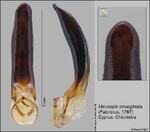 Female