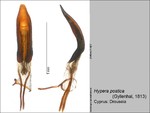 Female