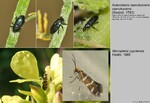Host Plants