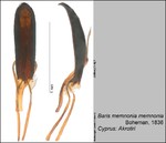Female