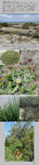 Host Plants