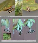 Biotope