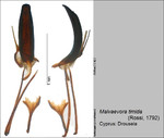 Female