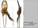 Female