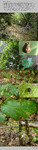 Biotope