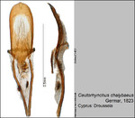 Female