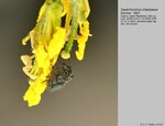 Host Plants