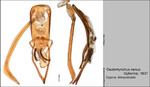 Female