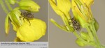 Host Plants