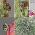 Biotope