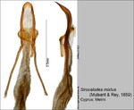 Female