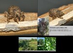 Biotope