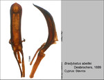 Female