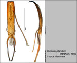 Female