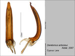 Female