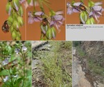 Host Plants