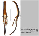 Female