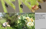 Host Plants