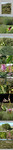 Host Plants