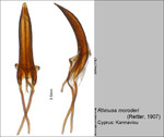 Female