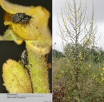 Host Plants