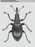 Female