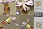 Host Plants