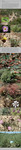 Host Plants