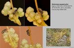 Host Plants
