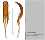 Female