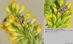 Host Plants