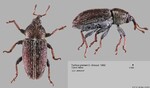 Female