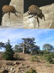 Biotope