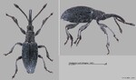 Female