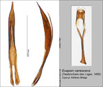 Female