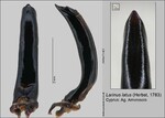Female