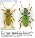 Female