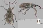 Female