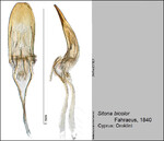 Female