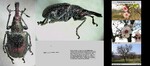Habitus & Records