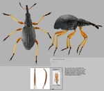 Female