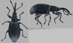 Female