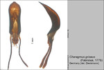 Female