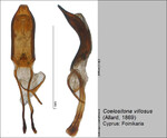 Female