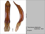 Female