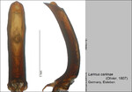 Female
