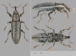 Female