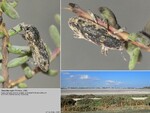 Biotope
