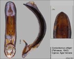 Female