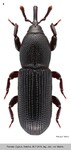 Female